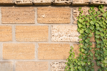 winding green grass on the wall