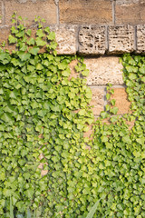 winding green grass on the wall