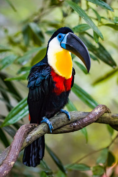 Channel billed toucan
