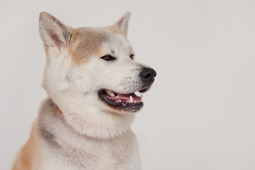 Akita inu close up. Akita ken or japanese akita. Isolated on a gray background.