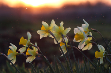 daffodils and sunset in a spring garden.