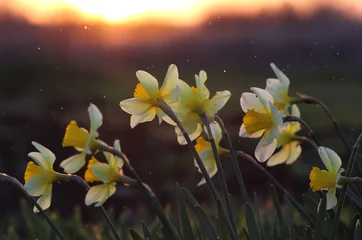 Papier peint photo autocollant rond Narcisse daffodils and sunset in a spring garden.