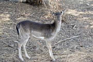 a young deer