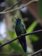Buff Winged Starfrontlet-Fahlflügel Andenkolibri-Coeligena lutetiae in Mindo, Equador