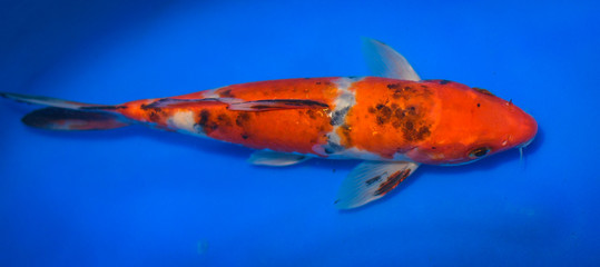 Colorful Japanese Fancy Koi Carp Fish