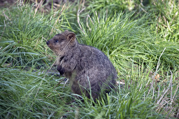 quokka