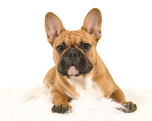 Brown french bulldog lying down on a white fur blanket looking at camera on a white background