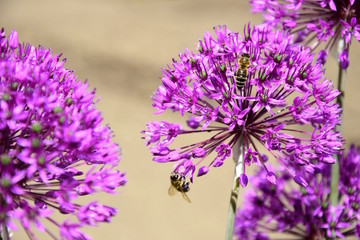 Sternkugellauch, Allium, Zierlauch