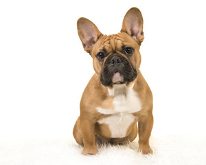 Brown french bulldog sitting on a white fur blanket looking at camera on a white background