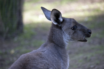 western grey kangaroo
