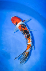 Colorful Japanese Fancy Koi Carp Fish