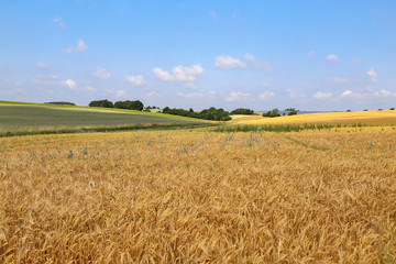 Agricultural landscape / Wheat field