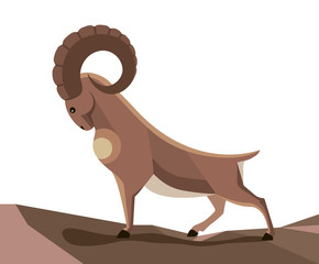 Wild mountain goat