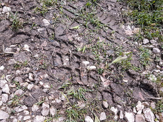 Bike and auto tire tracks on muddy trail pattern. Mud and wheel trace on road after rain with green grass. Mud with truck wheel track in rainy day. Abstract background, texture, material, wallpaper.