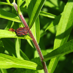 Red bug on leaf