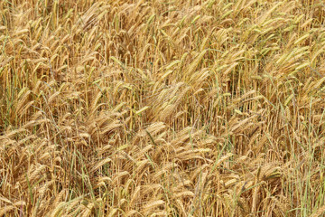 Wheat field. Mature wheat ears
