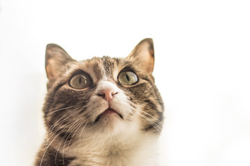 Домашняя кошка на светлом фоне, пушистый питомец