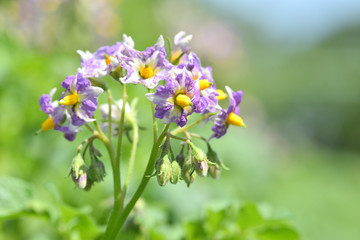 ジャガイモの花　メークイン