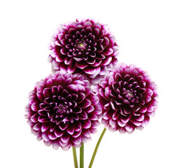  purple flower on white