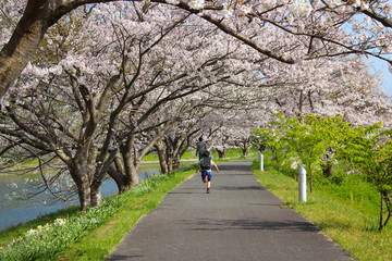 Fototapeta premium 桜咲いたよ一年生