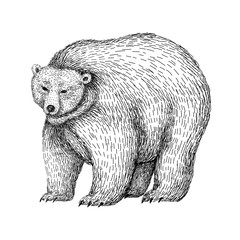 Bear sketch style. Hand drawn digital illustration of beautiful black and white animal. Line art drawing in vintage style. Realistic image.