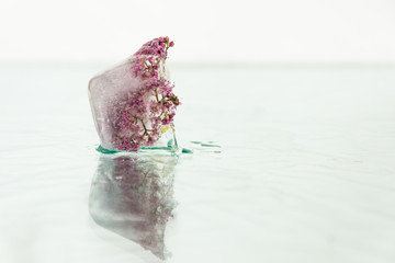 Purple flower frozen in ice cube. Flower iceberg.  Romance decoration, refreshment icy flowers.	