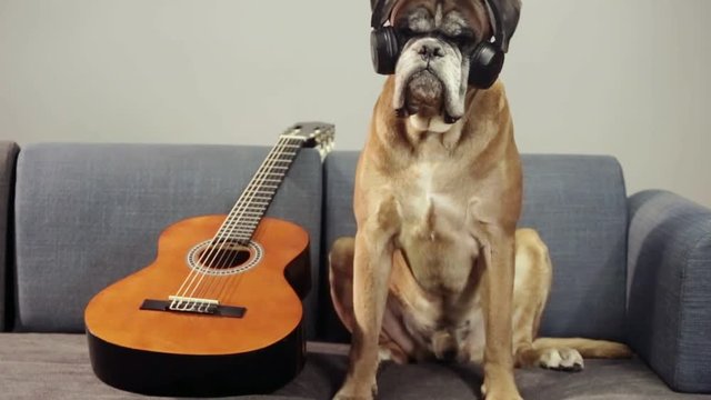 Boxer dog with guitar sitting at the sofa.