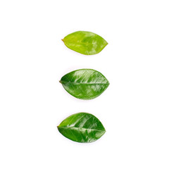 three green leaf on white background