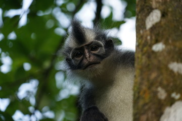 Thomas Leaf Monkey in the Jungle of Sumatra, Indonesia
