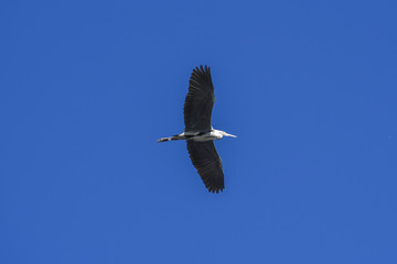Heron flying high in the sky.Heron flying high in the sky.