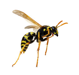 wasp isolated on white