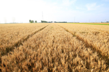 wheat mature