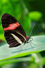 Fototapeta na wymiar Red Postman - Heliconius erato, beautiful colorful butterfly from New World.