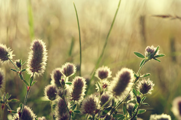 Obraz premium Summer flowering grass