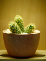 Cactus. Mammillaria elongata