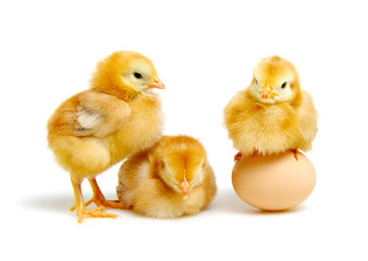 brown egg and chicks