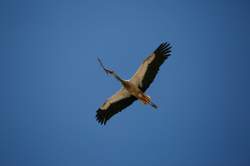 White stork flying with stick in its beak
