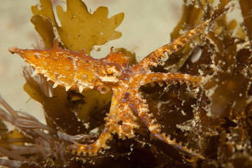 Blue ringed octopus hiding in sea grass underwater