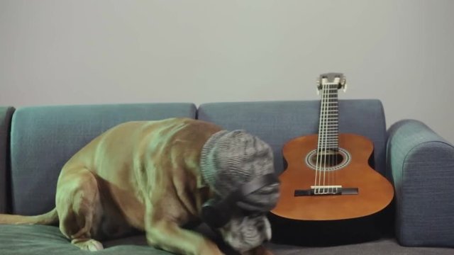Boxer dog with guitar sitting at the sofa.