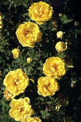 bush of yellow tea roses