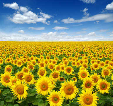sunflowers field on sky