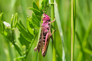 Nice red grasshopper in grass, Omocestus viridulus