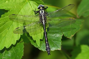 Libellula posata su foglie