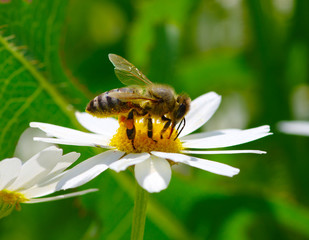 Bee and flower