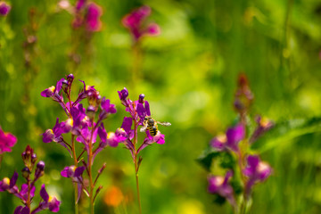 Wasp close up pollinating flower