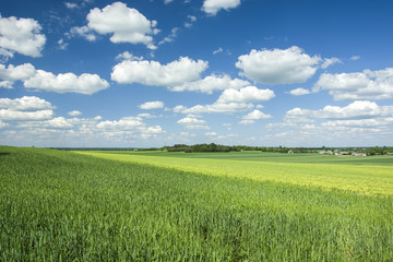 Green fields, horizon and white clouds