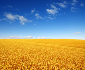 wheat field and clouds