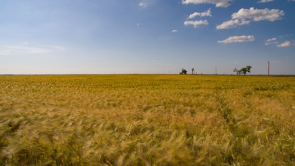 a huge wheat field of yellow color.