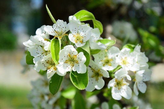 Blüten eines Birnbaumes 