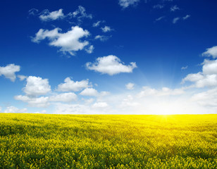 Naklejka premium golden field on sky